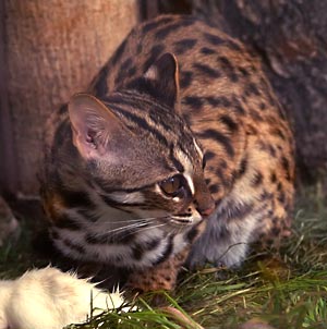 san diego bengal kittens