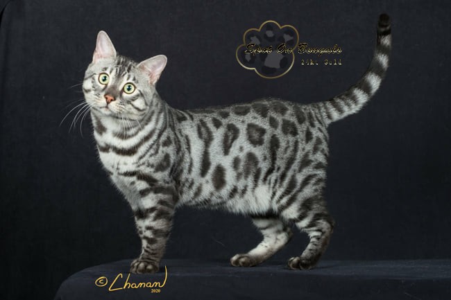 silver bengal cat