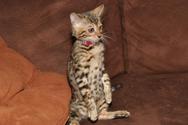 brown bengal kittens in san diego